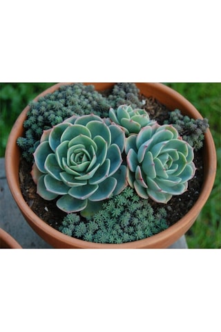 Dev Boy Xxl Echeveria Glauca Aşkın Gözyaşı Sukulent Bitki