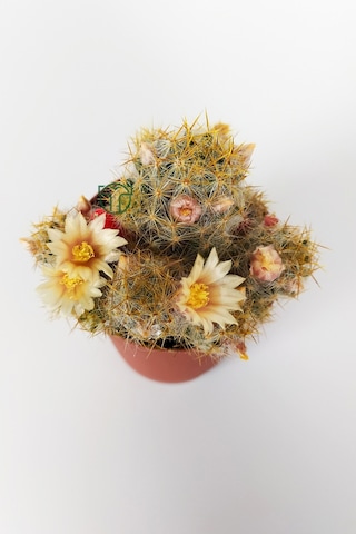 Mammillaria Prolifera Teksas Meme Kaktüsü Krem Çiçek Açan Kaktüs