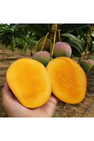 Bahcemden Online Mango 2 KG
