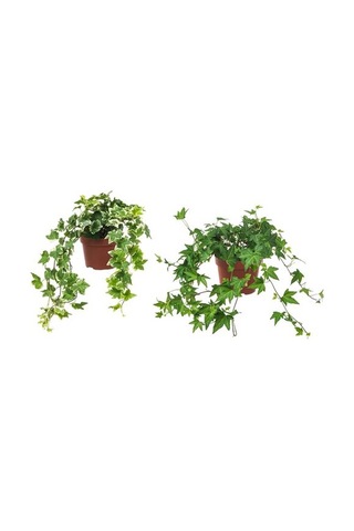 Ikea Hedera Helıx Canlı Bitki, Yeşil, 13 Cm, Sarmaşık