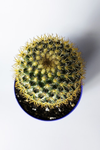 Mammillaria Flavicentra Kaktüs Altın Dikenli Koleksiyonluk Özel Seri 8.5 Cm Saksıda