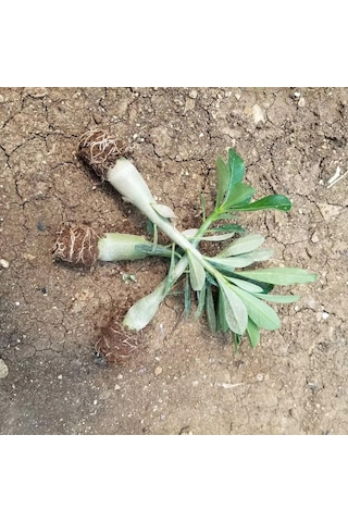 8 Adet Adenium Çöl Gülü Çiçeği Fidanı Pakedi mix Karışık 1375