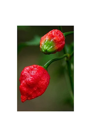 Trinidad Scorpion Biber Tohumu, Dünyanın En Acı Biberi, 10+ Adet