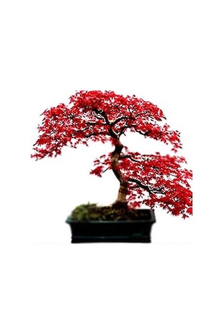 Bodur Acer Rubrum Bonsai Ağacı Tohumu 5 Tohum + Bonsai Toh