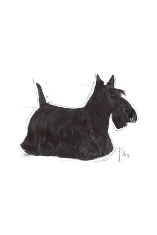 Dermacomfort Loaf Yaş Hassas Köpek Maması 85 G X 12 Adet