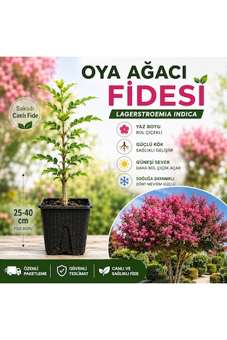 Oya Ağacı Fidesi Lagerstroemia Indica Saksılı Canlı Fide, 25-40 Cm, Güçlü Kök Yapısı