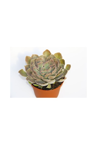 Echeveria - Büyük Boy Sukulent