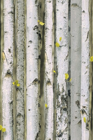 Zümrüt Exclusive Ağaç Desenli Duvar Kağıdı 9270