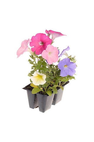 3'lü Mor-pembe-beyaz Renk Petunya Çiçeği Fidanı 10-15cm Saksılı/tüplü