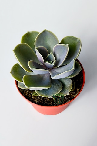 Echeveria Pollux Rozet Sukulent Özel Tür 8.5 Kırmızı Saksıda