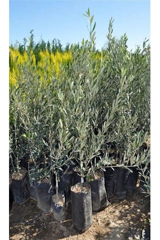 Videolu Gemlik Trilye Bodur Zeytin Fidanı 6 Adet 50-70 Cm Olive Sapling Bahçe Bitkisi
