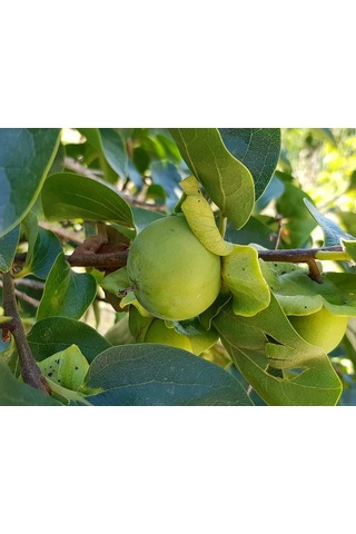 Çikolatalı Trabzon Hurması Diospyros Digyna "black Sapote" 2