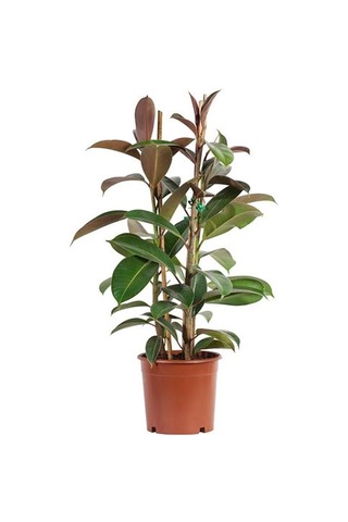 Ikea Fıcus Elastıca Canlı Bitki, Yeşil, 21 Cm