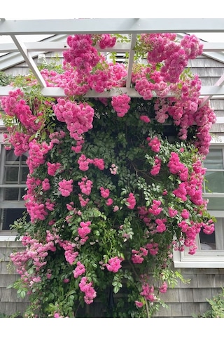 Pembe Isparta Sarmaşık Gül Fidanı 80-100+ Cm