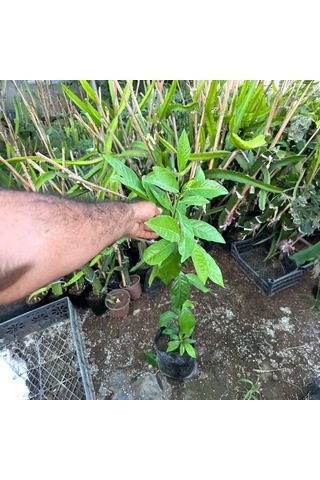 Black Sapote Tüplü Çikolata Meyvesi Fidanı