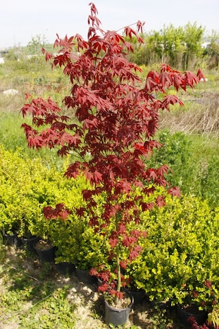 Kırmızı Japon Akçaağacı 150 - 200 Cm