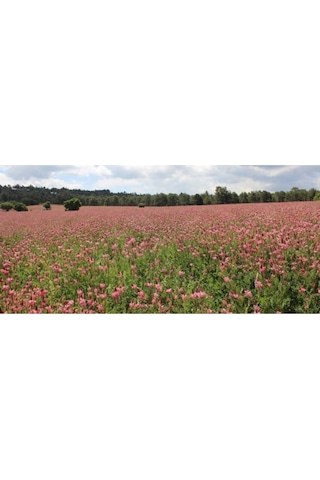 Korunga Tohumu Arı Otu Tohumu 5 Kg