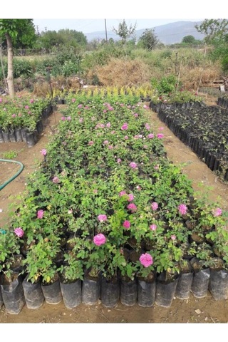 Gerçek Isparta Gülü Fidanı 10-20 Cm