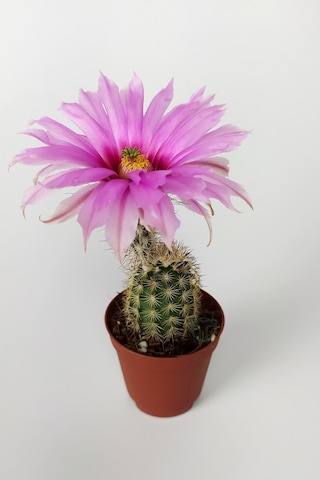 Echinocereus Pectinatus Pembe Çiçek Açan Kaktüs 5.5 CM Saksıda