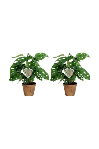 Delikli Devetabanı (Monstera Adansonii Monkey) Saksılı 2 Adet