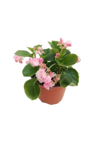 Begonya Çiçeği 10-20 Cm Pembe Renk