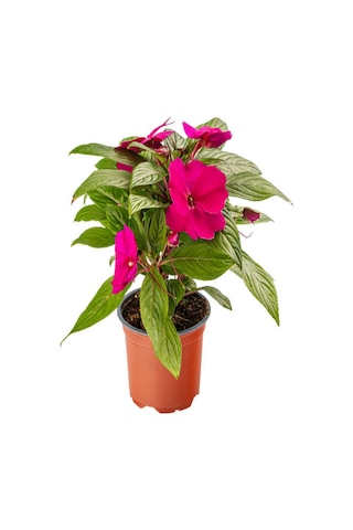 Serada Decor Plant - Kırmızı + Fuşya + Pembe Renk Yeni Gine Cam Güzeli Çiçeği 4 Adet Balkon Bitkisi 10 - 15 CM