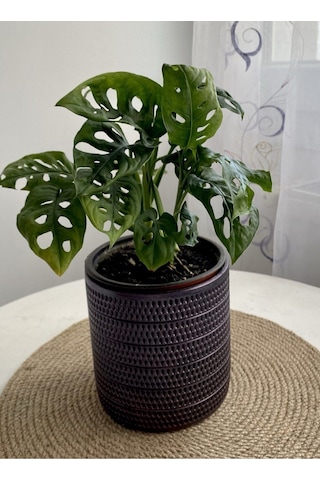 Monstera Monkey Leaf &delikli Deve Tabanı-ofis-salon Bitkisi