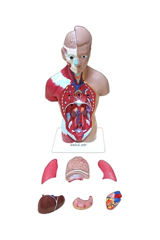 İnsan Vücudu Küçük 28 Cm 8 Parçadan Oluşan Eğitici Oyuncak Sök Tak, Tak Çıkar İnsan Anatomisi, İnsan Vücudu