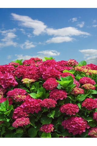 Videolu Hoş Kırmızı Çiçekli Ortanca Fidanı 30-50 Cm Tüplü Çiçekli Bodur Bitkiler Red Hydrangea