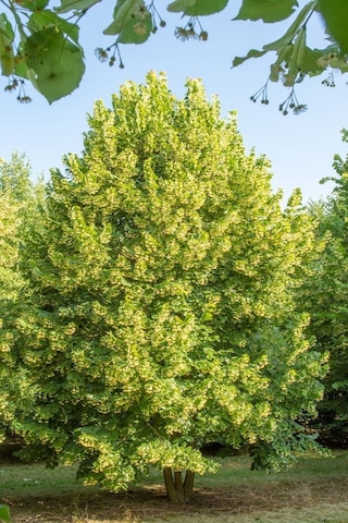 Fidan Ihlamur Fidanı 60 - 80 Cm Boy 1adet