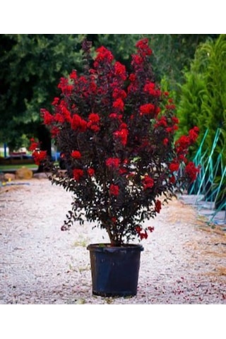 Oya Ağacı Siyah Yapraklı Kırmızı Çiçekli Oya Ağacı 1-2 Yaş