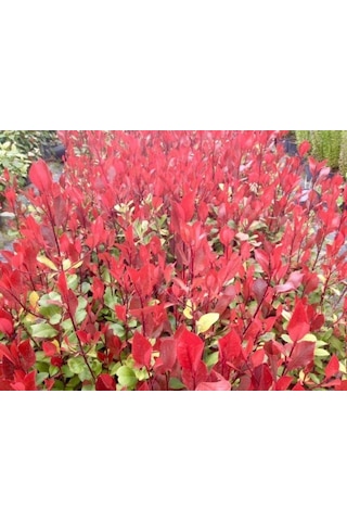 Bodur Alev Çalısı Photinia Red Nana 5 Adet