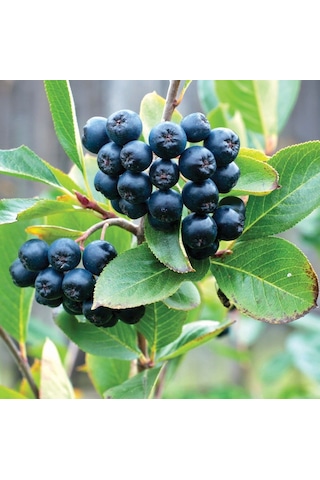Bahçevilya 2 Yaşında Tüplü Aronya Aronia Melanocarpa Fidanı