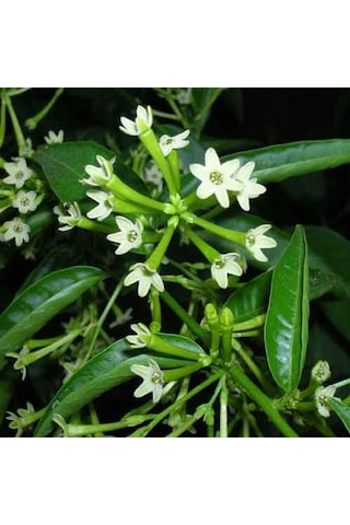 Melisa Çiçeği Fidanı 3 Adet - Cestrum Nocturnum N11.526