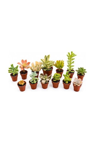 Zevli Canlı Kaktüs Ve Sukulent Seti 12+1 Adet Mini Saksılı Gerçek Salon Bitkileri Koleksiyonu Ev Ve Ofis Dekorasyonu, Succulent Gift Set