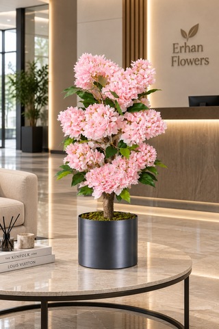 100 Cm Pembe Ortanca Ağacı