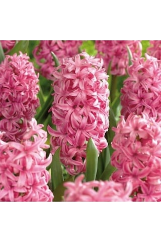 Yoğun Kokulu Pembe Pink Pearl Sümbül Soğanı 3 Adet