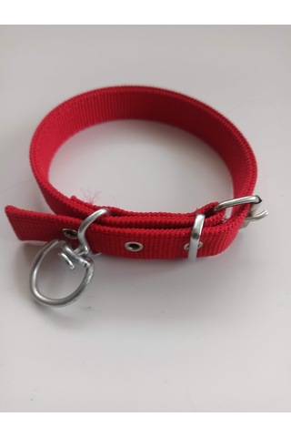 Kozaklı Küçük Irk Köpek Tasması Kırmızı 50 x 2.5 CM Kırmızı