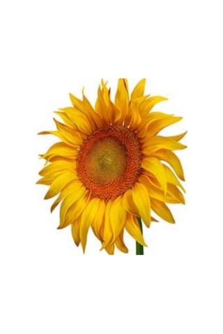 İnegöl Çerezlik Ayçekirdeği Tohumu 5 Kg