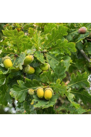 Meşe Palamut Fidanı 1 Adet 20 - 30 Cm Boylarında