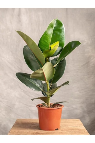 Yeşil Parlak Yapraklı Kauçuk Çiçeği 1 Adet Saksılı 20-45cm Ficus Elastica