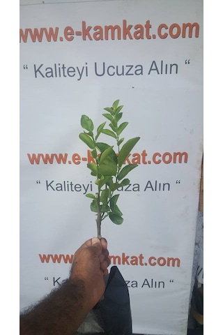 2 Yaş Aşılı Bodur Dikensiz Meksican Lime Fidanı. Torbada