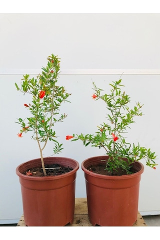 Süs Narı Fidanı Saksılı 5,5 Litre Ev , Ofis Için Bonsai Cüce Süs Nar Fidanı