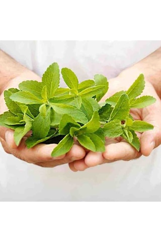 Stevia Tohumu Şeker Otu Tohumu 250 Adet Tohum