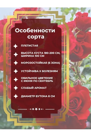 Dream Roses Amadeus Gül Fides 209850836