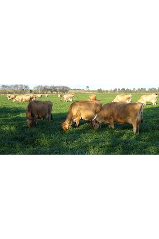Ryegrass Tohumu Süt Otu Tohumu 5 Kg
