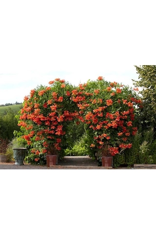 Acem Burusu Sarmaşığı Fidanı. Tüplü 40-60 Cm. Dikime Hazır