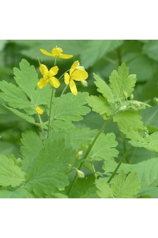 E-Fidancım Kırlangıç Otu Tohumu 5 Tohum