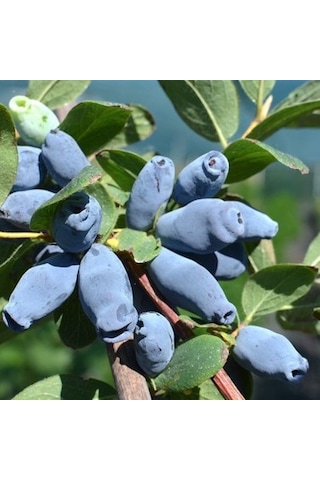 Bal Yemişi Fidanı 2 Adet