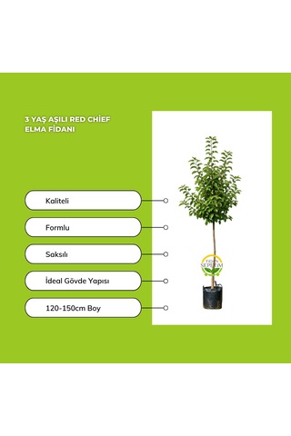 3 Yaş Aşılı Red Chief Elma Fidanı